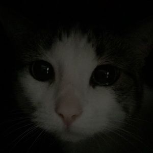 Meet your Posher, Laurel